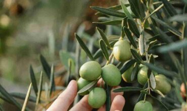 yeşil zeytin zeytinyağı saf sızma soğuk sıkım zeytinyağı yeşil zeytin zeytinyağı saf sızma soğuk sıkım zeytinyağı