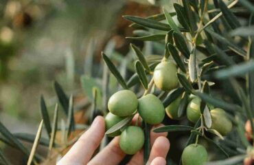 yeşil zeytin zeytinyağı saf sızma soğuk sıkım zeytinyağı yeşil zeytin zeytinyağı saf sızma soğuk sıkım zeytinyağı