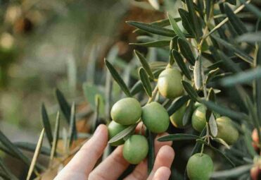 yeşil zeytin zeytinyağı saf sızma soğuk sıkım zeytinyağı yeşil zeytin zeytinyağı saf sızma soğuk sıkım zeytinyağı