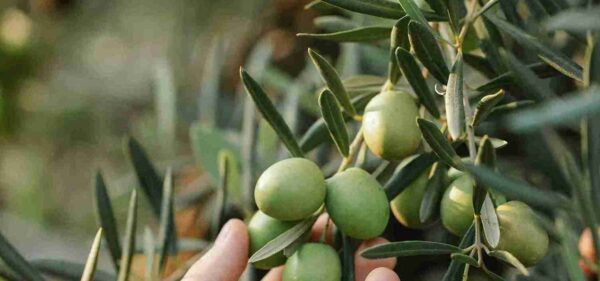 yeşil zeytin zeytinyağı saf sızma soğuk sıkım zeytinyağı yeşil zeytin zeytinyağı saf sızma soğuk sıkım zeytinyağı